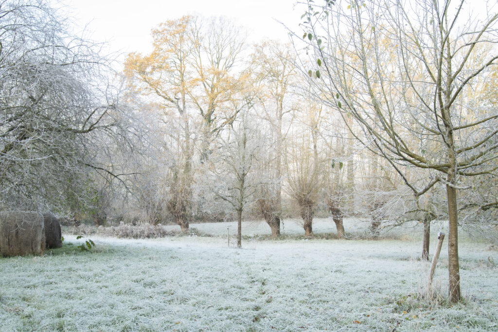 Burreken_8
